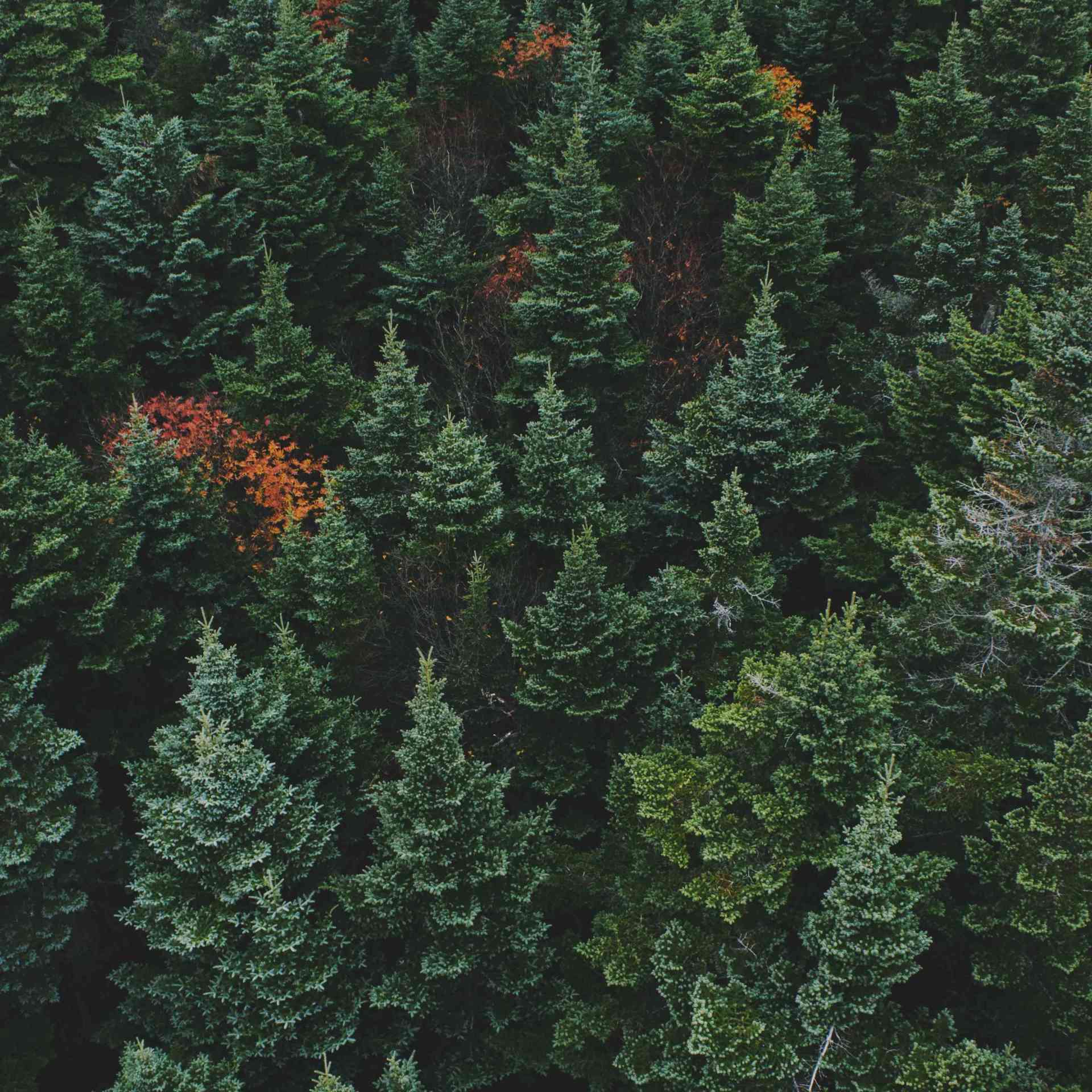 CO2 Capture - aerial-pine-forest
