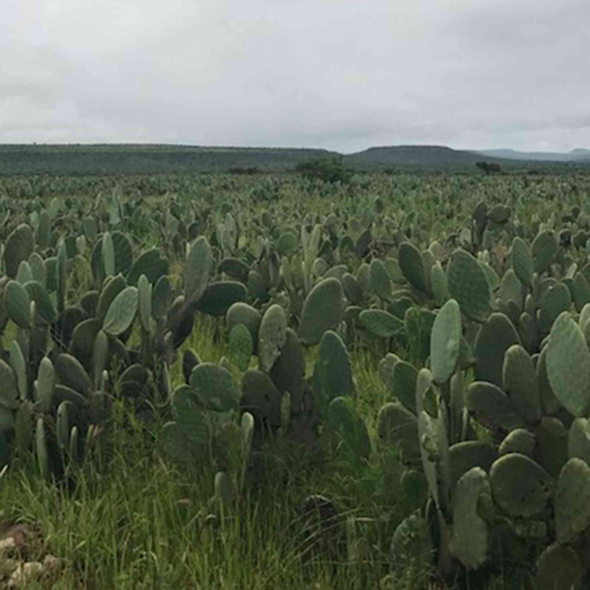 Combating Desertification - cactus-after-1