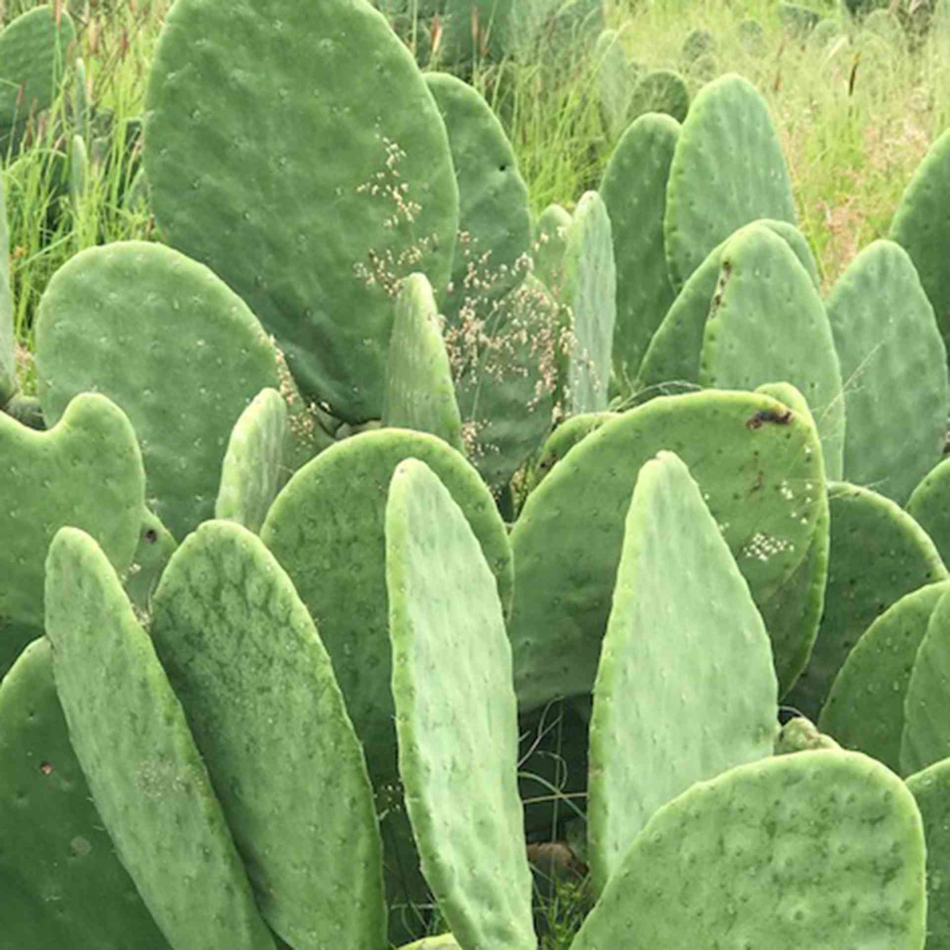 Giving Back - cactus-after-3