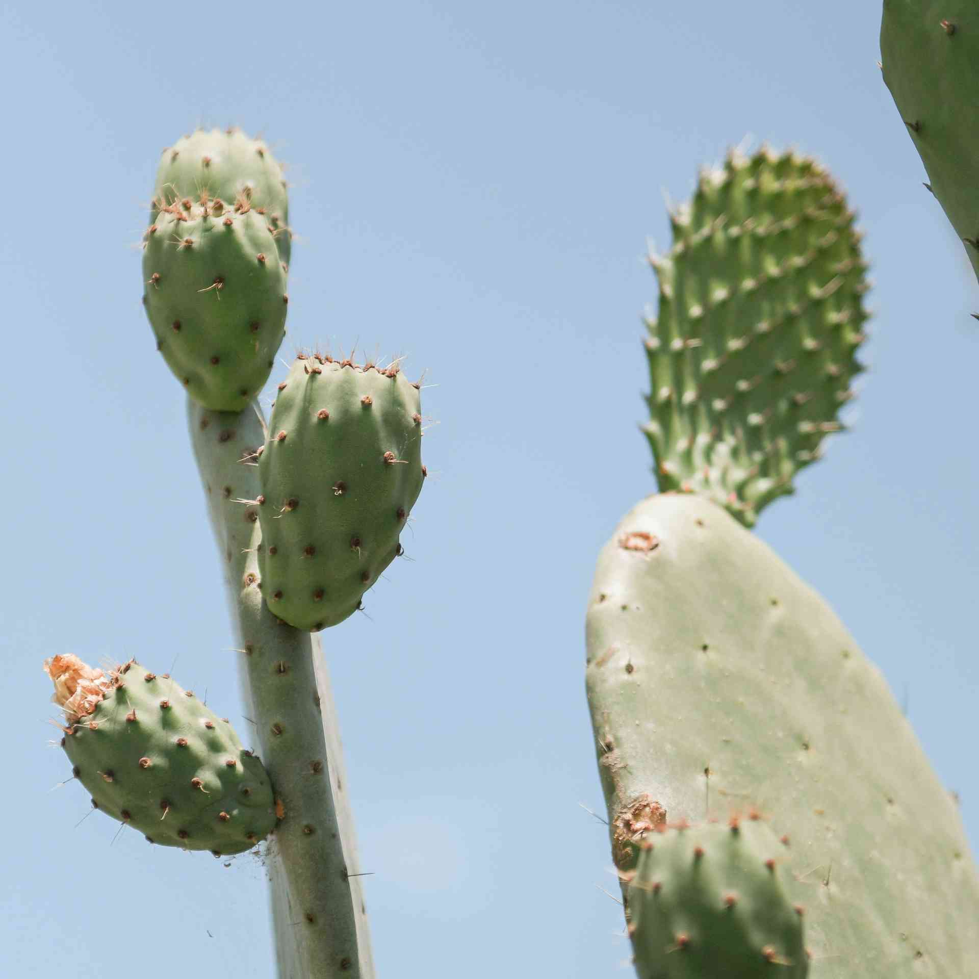 Combating Desertification - cactus-arms