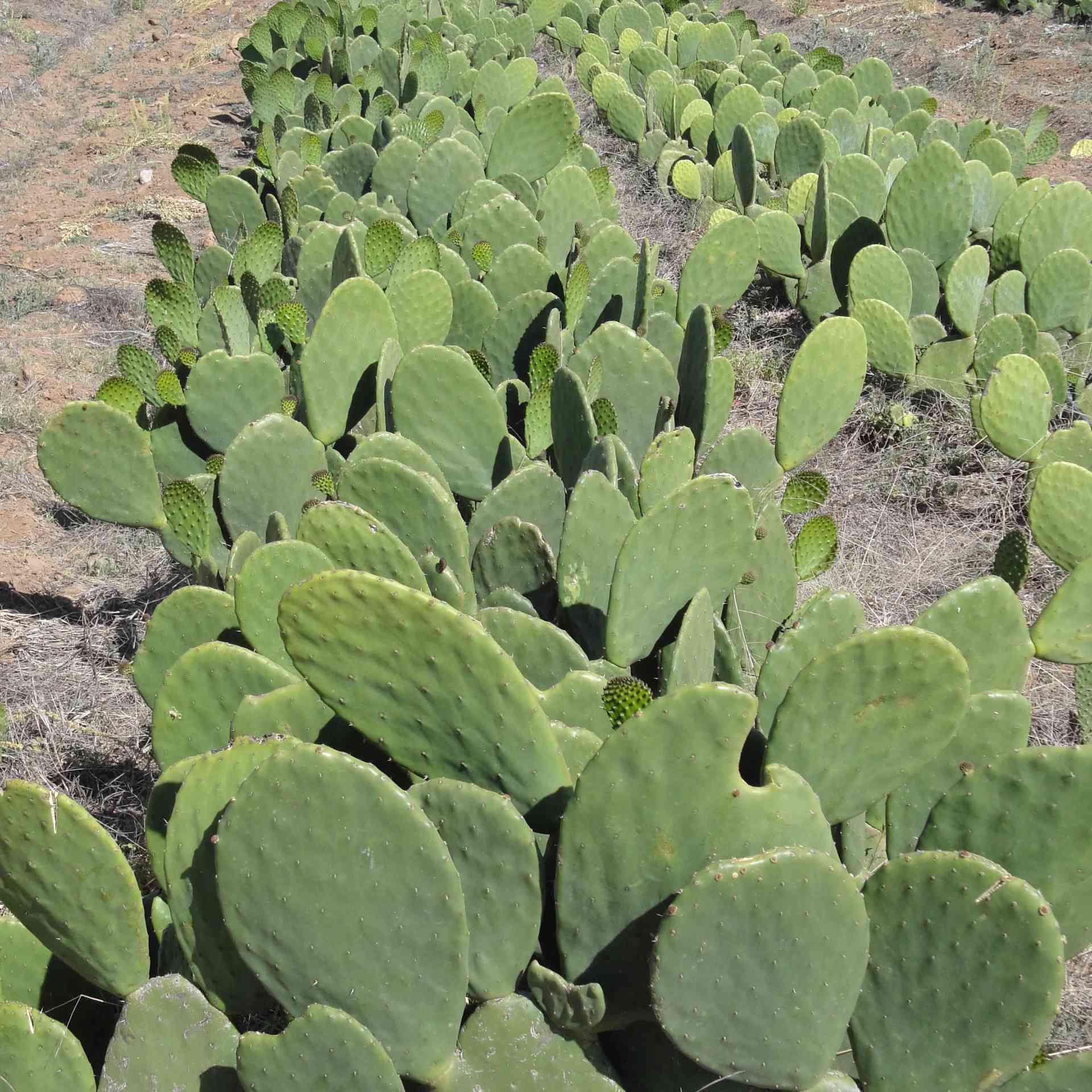 Combating Desertification - cactus-before-1