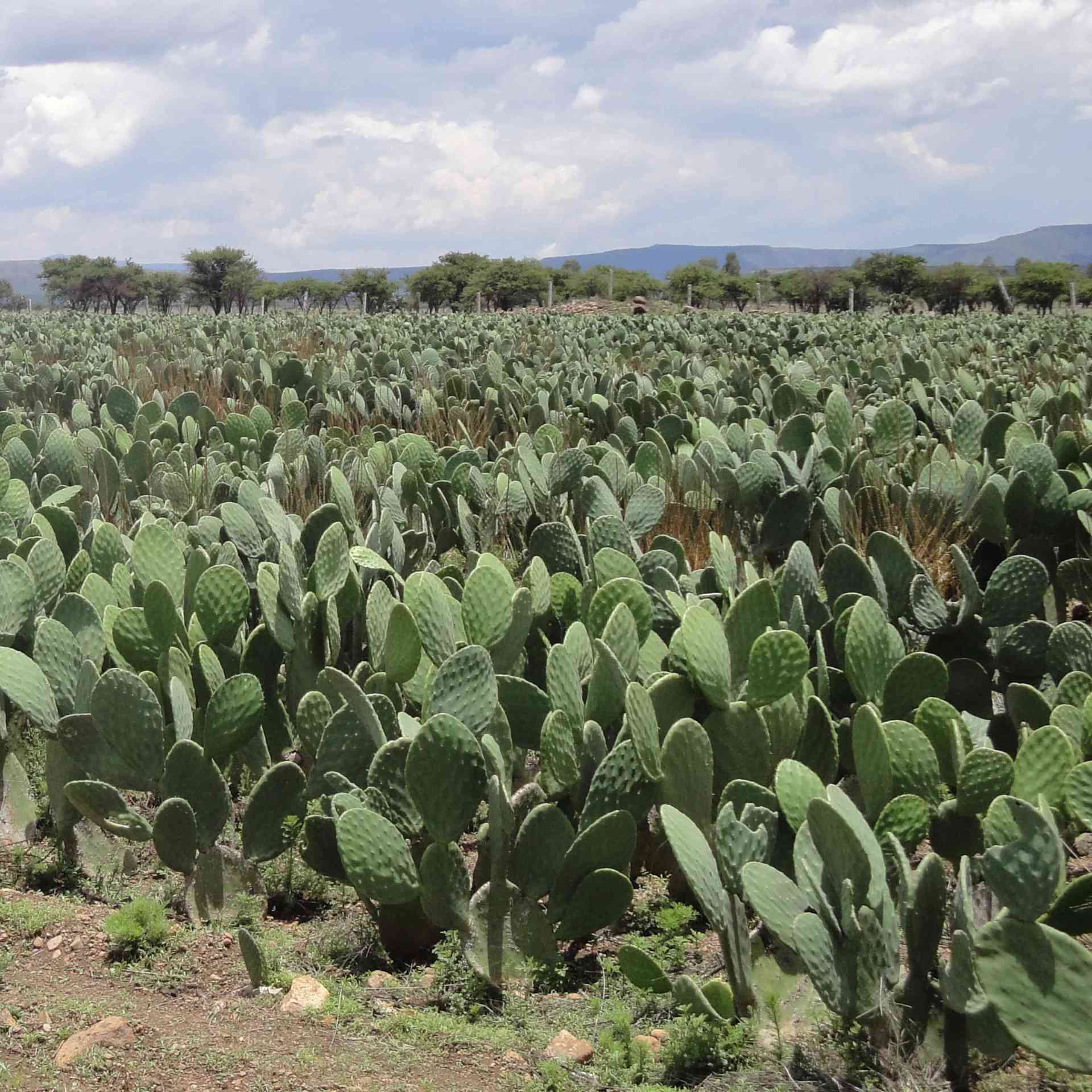 Combating Desertification - cactus-before-2