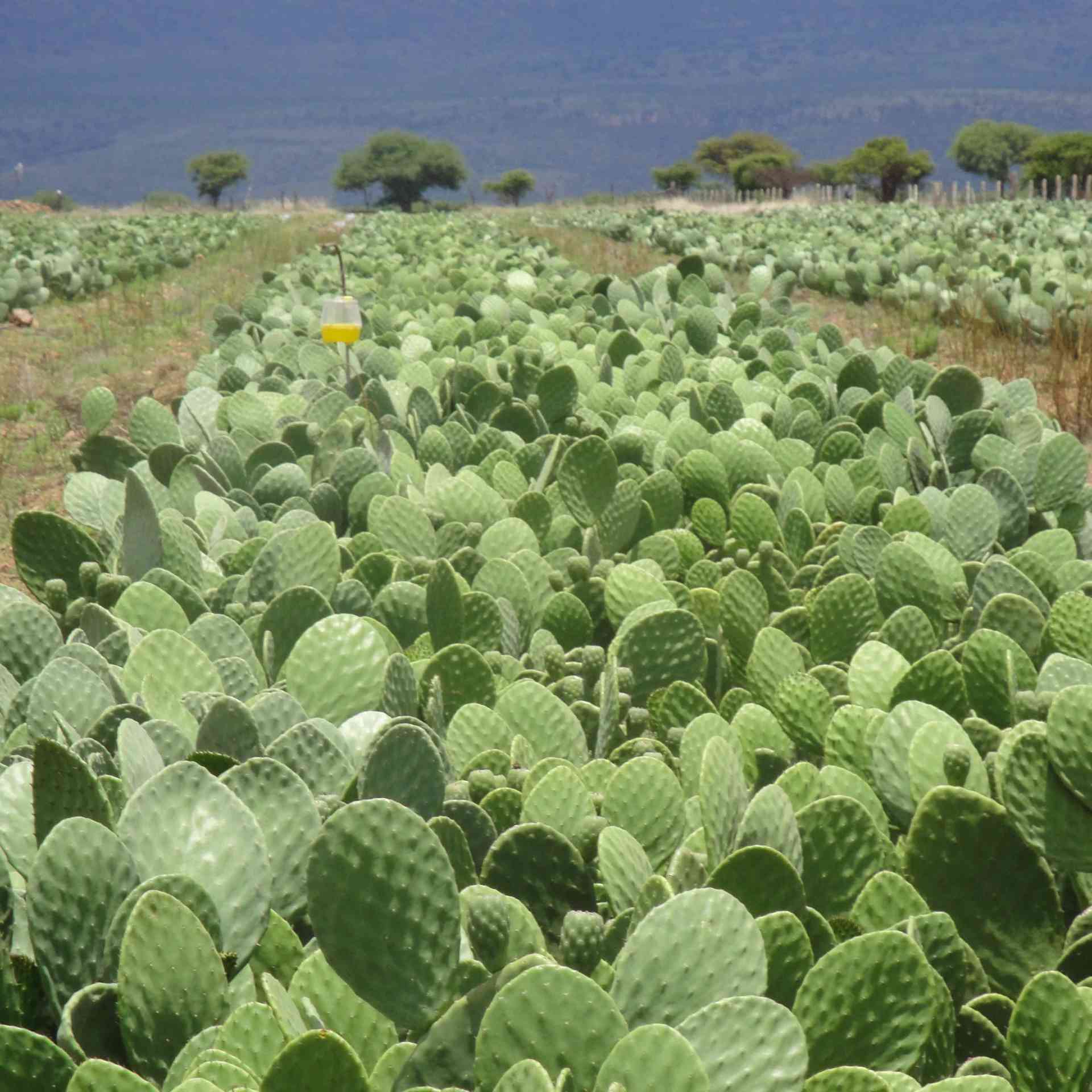 Combating Desertification - cactus-before-3