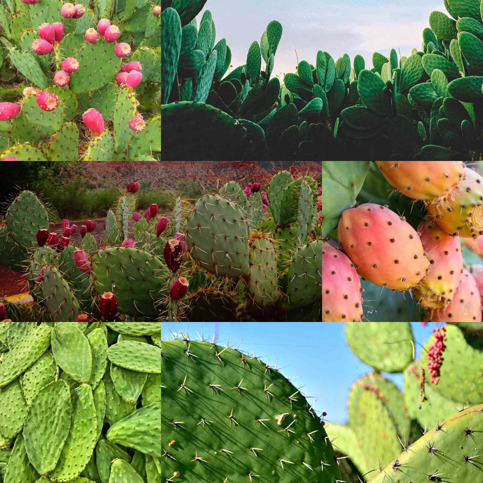 The Cactus Economy - cactus-collage