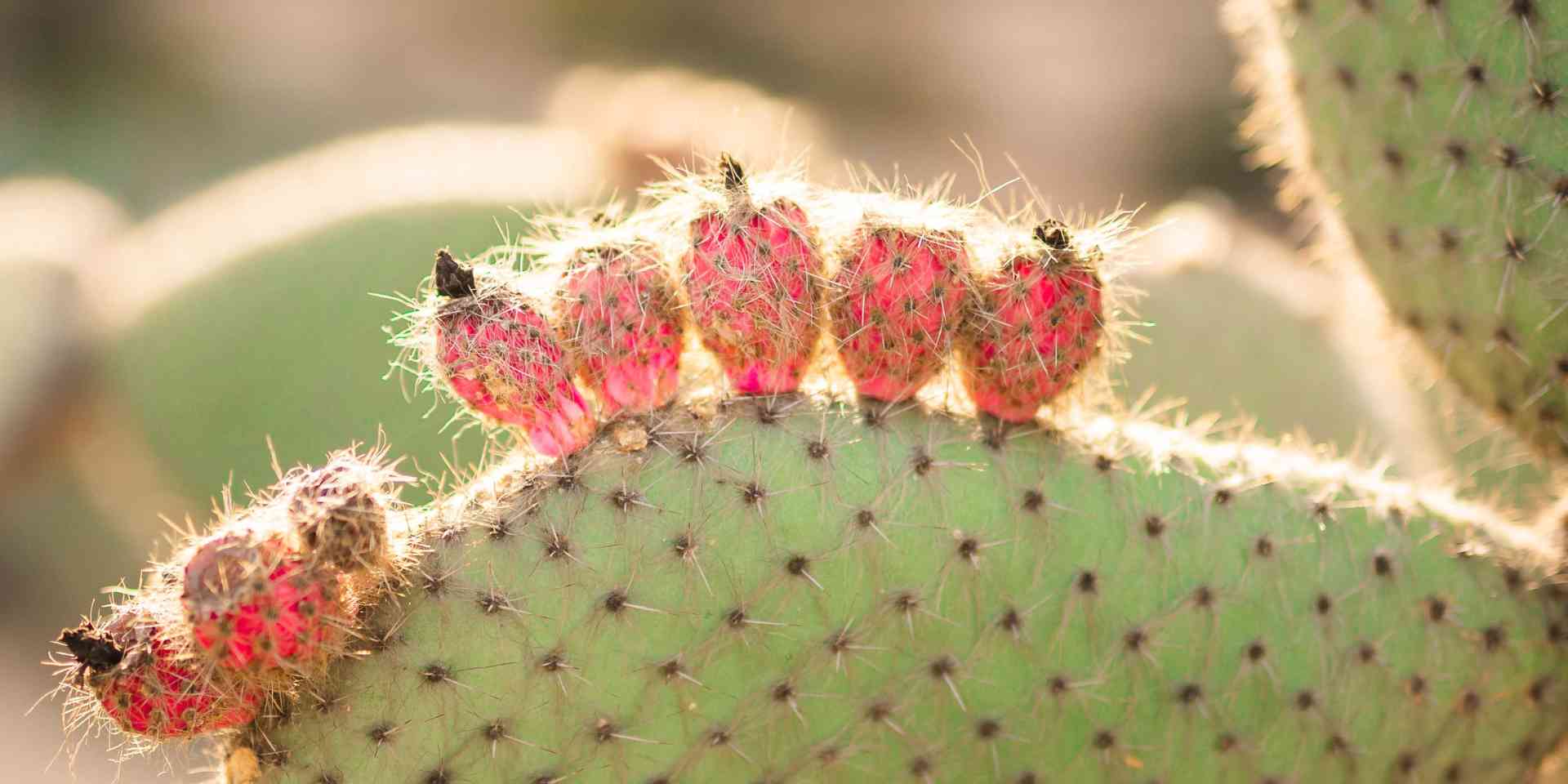 News - cactus-petal-sunshine-bokeh