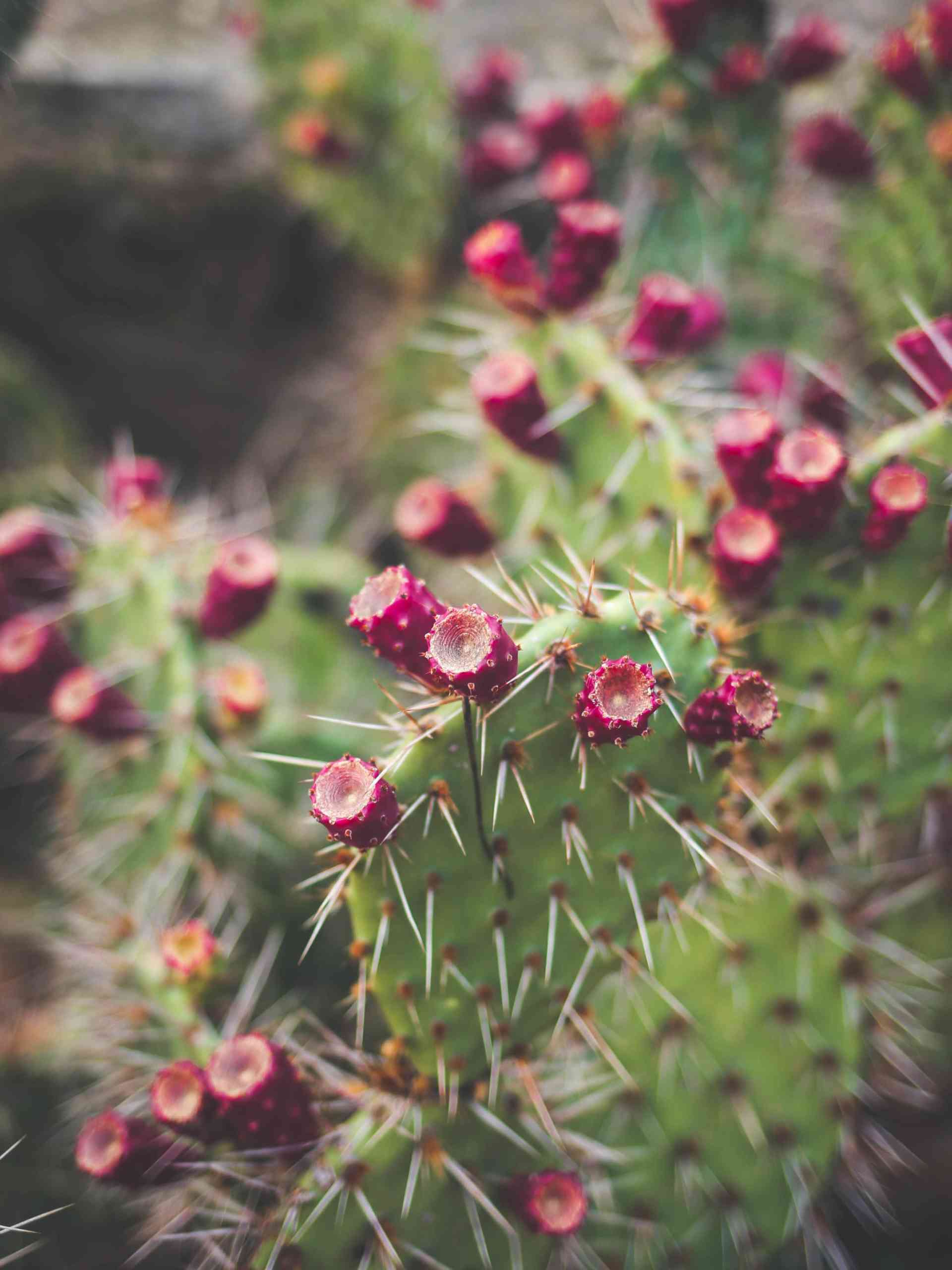 The Cactus Economy - close-up-cactus-bokeh