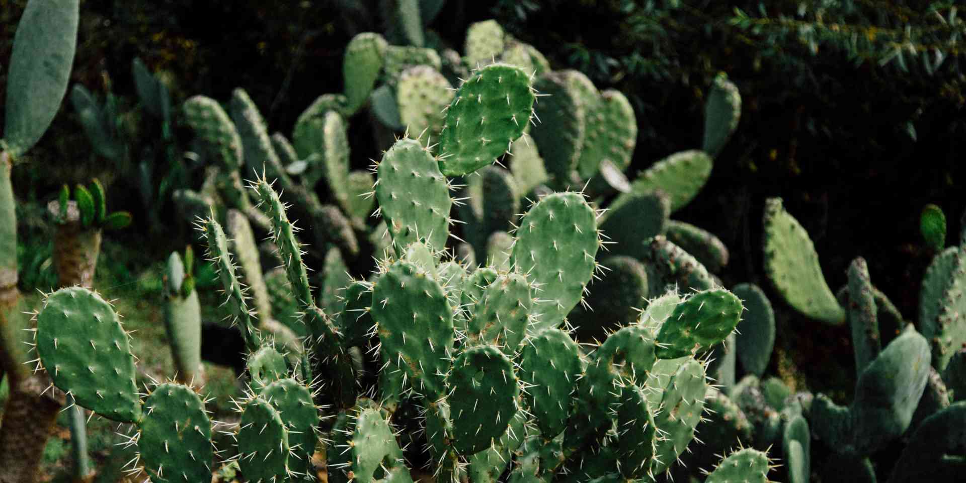 ITOCO enhances its Carbon Credit potential by 40% - nopal-cactus-dark