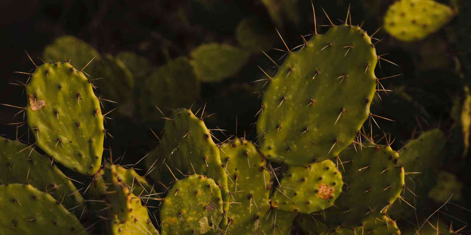 ITOCO signs agreement on Nopal Cactus Plantations in Mexico - diego-lozano-TG_ujNMkgB0-unsplash