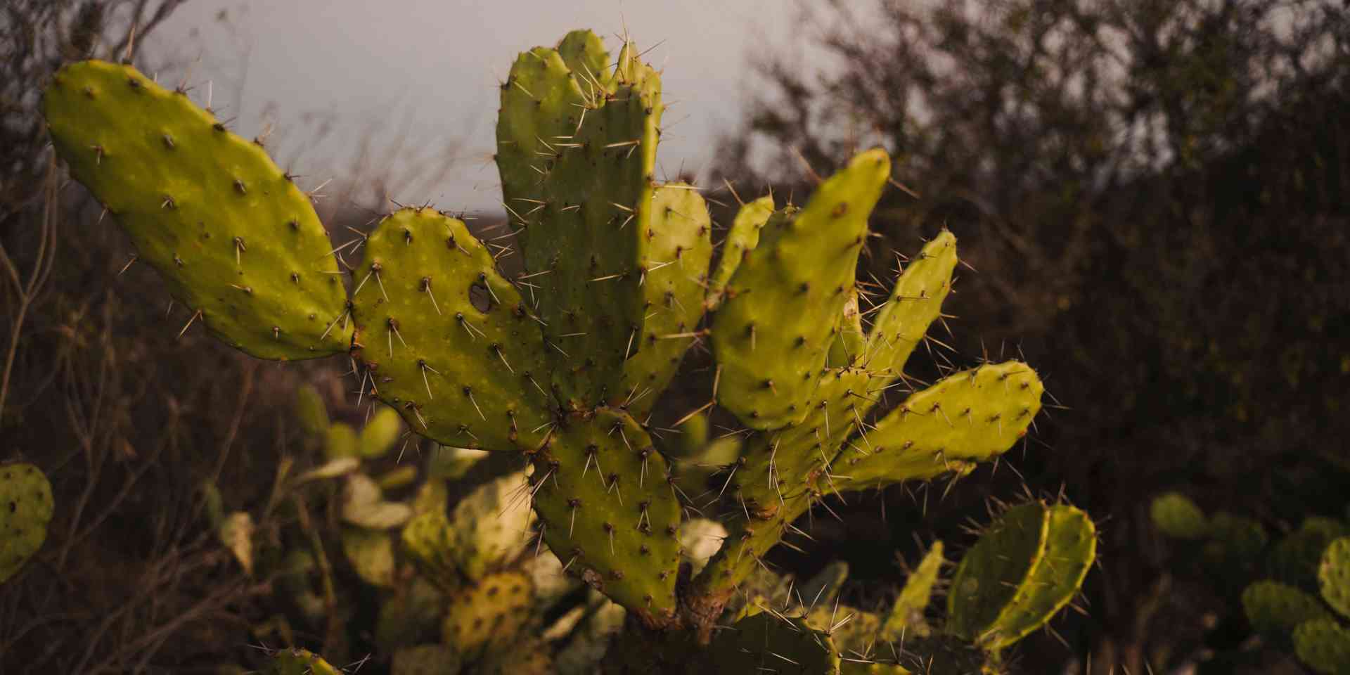 Nopal Cactus a Key Component in Land Reclamation - diego-lozano-Xobsjrz0J78-unsplash